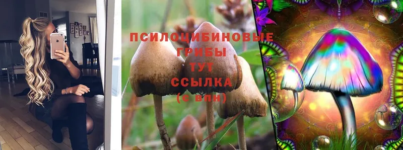 Псилоцибиновые грибы Cubensis  Краснообск 